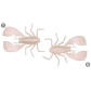 Силикон Megabass FUWABUG 1.8" PEARL WHITE